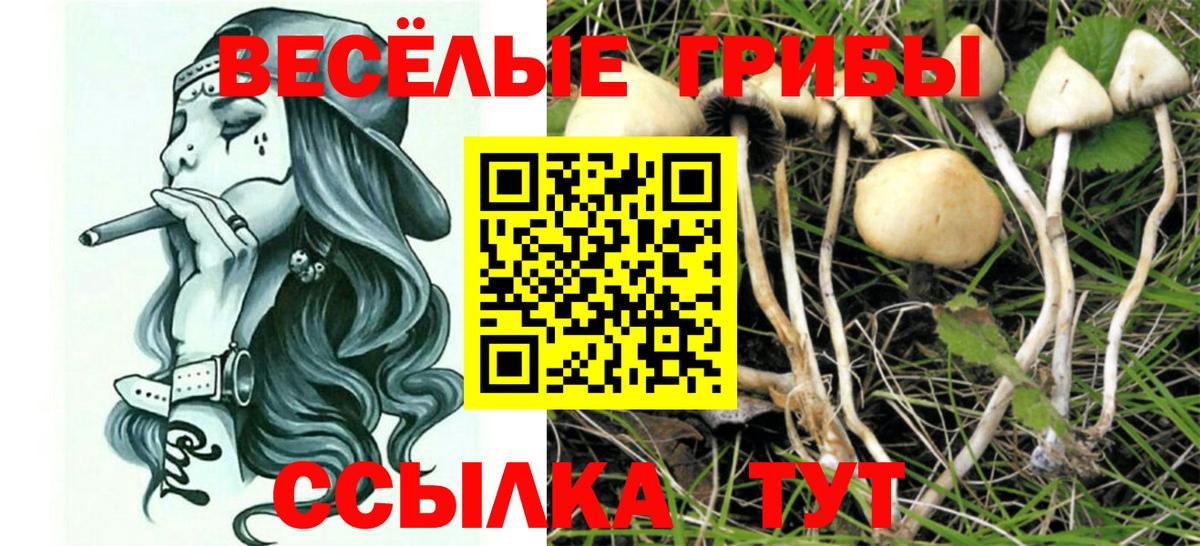 Галлюциногенные грибы Psilocybine cubensis  Вход с VPN  Родники 